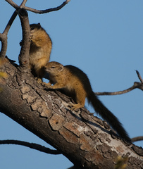 Paraxerus cepapi cepapi