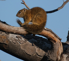 Paraxerus cepapi cepapi