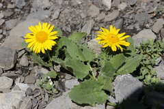 Doronicum