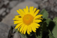 Doronicum