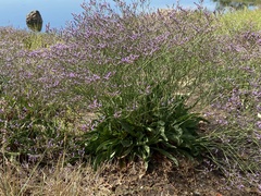 Limonium vulgare