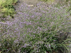 Limonium vulgare