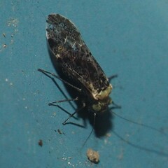 Trichadenotecnum alexanderae