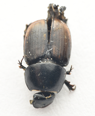 Colobopterus erraticus