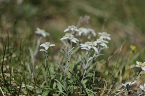 Leontopodium nivale