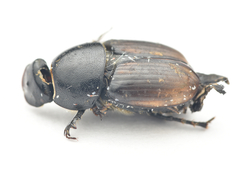 Colobopterus erraticus