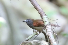 Cyanoderma erythropterum