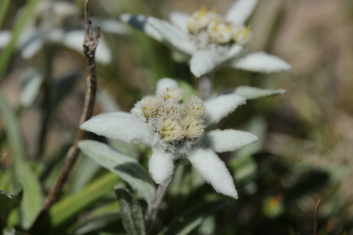Leontopodium nivale