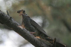 Hypsipetes amaurotis
