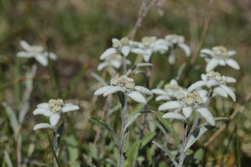 Leontopodium nivale