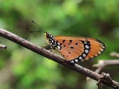 Acraea terpsicore