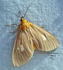Asota plaginota