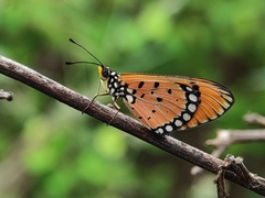 Acraea terpsicore