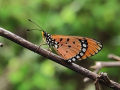 Acraea terpsicore
