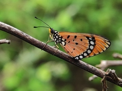 Acraea terpsicore