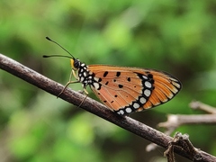 Acraea terpsicore
