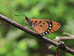 Acraea terpsicore