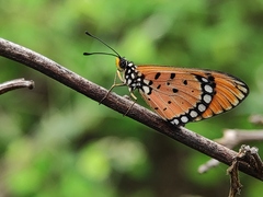 Acraea terpsicore