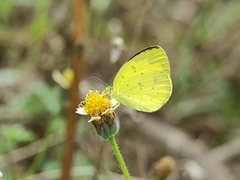 Eurema hecabe