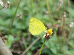 Eurema hecabe