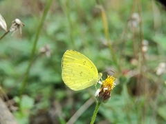 Eurema hecabe