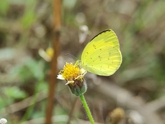 Eurema hecabe