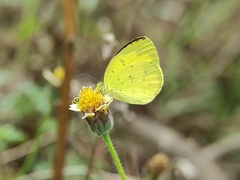 Eurema hecabe
