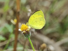Eurema hecabe