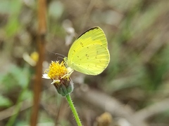 Eurema hecabe