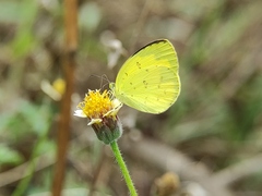 Eurema hecabe