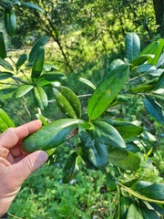 Corynocarpus rupestris arborescens