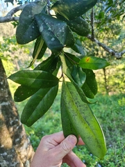Corynocarpus rupestris arborescens