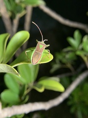 Homoeocerus walkeri