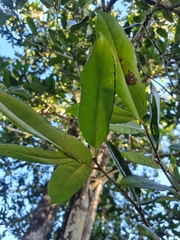 Corynocarpus rupestris arborescens