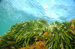 Caulerpa brownii