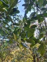 Corynocarpus rupestris arborescens