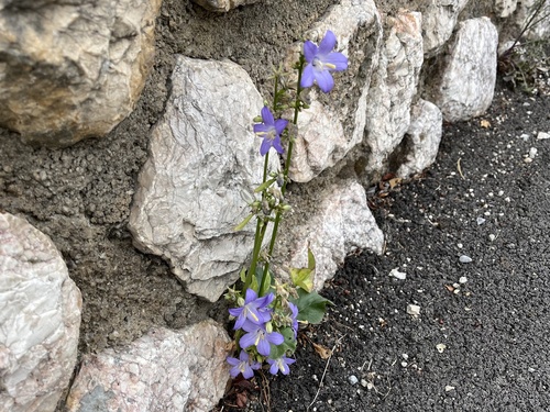 Chimney Bellflower (Campanula pyramidalis)