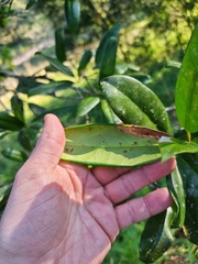 Corynocarpus rupestris arborescens