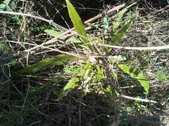 Pouteria salicifolia