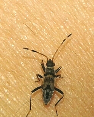 Beosus maritimus