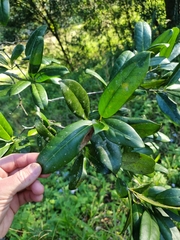 Corynocarpus rupestris arborescens