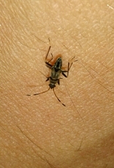 Beosus maritimus