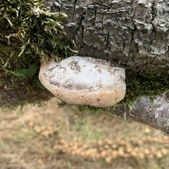 Phellinus