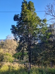 Corynocarpus rupestris arborescens