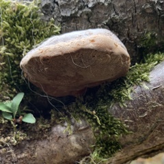 Phellinus