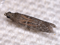 Cadra furcatella