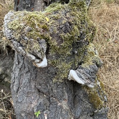Phellinus