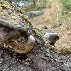 Phellinus
