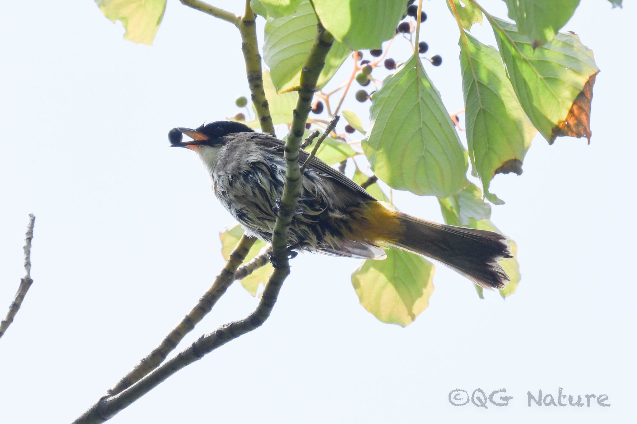 Brown-breasted Bulbul