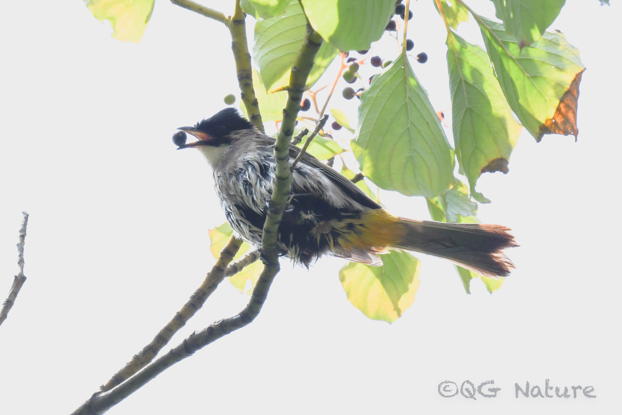 Brown-breasted Bulbul